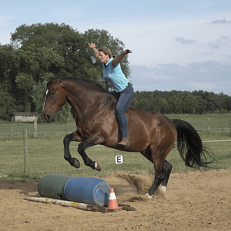 digitale gids "het geheim om goed te zijn met en voor paarden" springen vrijheid paard training - dorienlambrechts.com