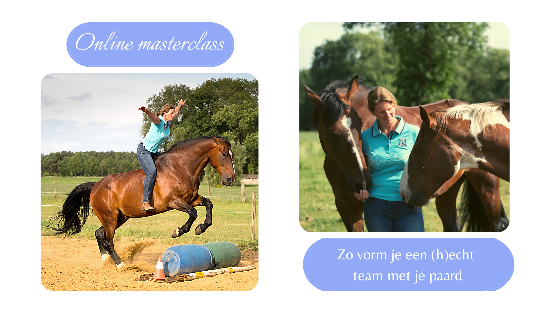 online masterclass zo vorm je een hecht team met je paard - dorienlambrechts.com